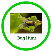 Bug Hunt Badge