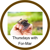 Formar3 Badge