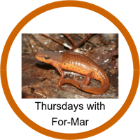 Formar4 Badge